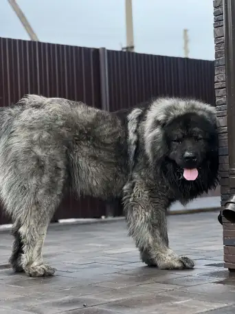 Щенки Кавказкой овчарки, фотография 5