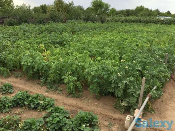 Продам дачу в обществе Союз, фотография 7