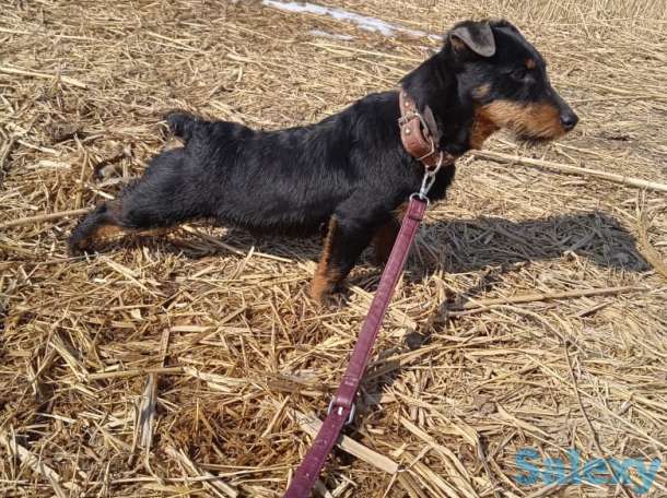 Ягдтерьер, фотография 4