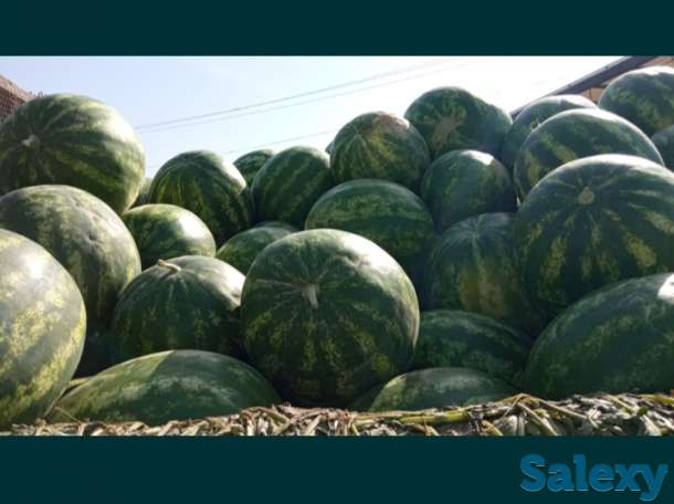 Арбузы, фотография 2