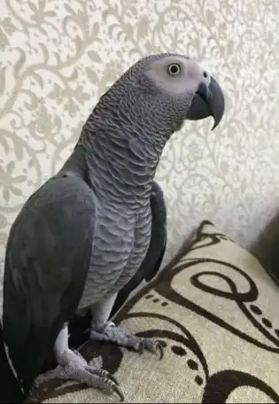 Попугай жако Рокки 2 года Даром, фотография 1