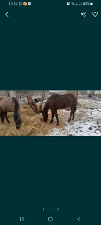 Продам лошадей жеребчик и кобылка обучены стоят на откорме кобылка жеребая 6месяца, фотография 5