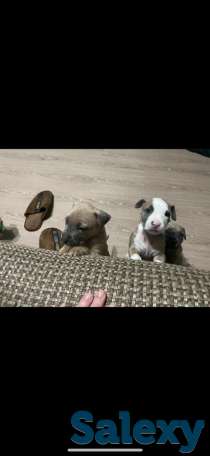 Стаффордширский терьер (стаффорд), фотография 5