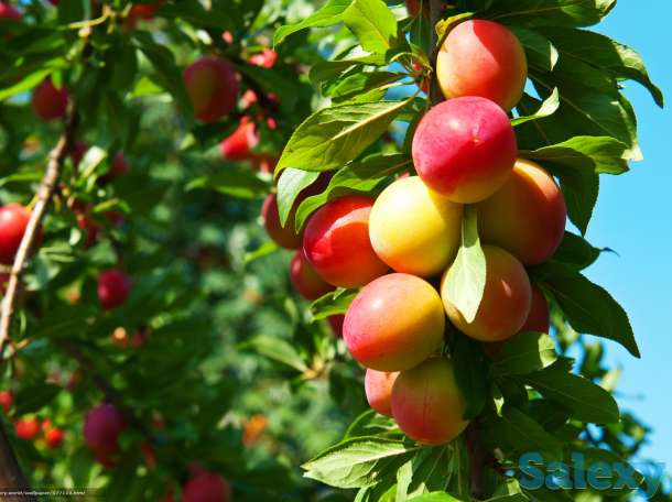 Саженцы плодовых и декрраиивных кустарников, фотография 6