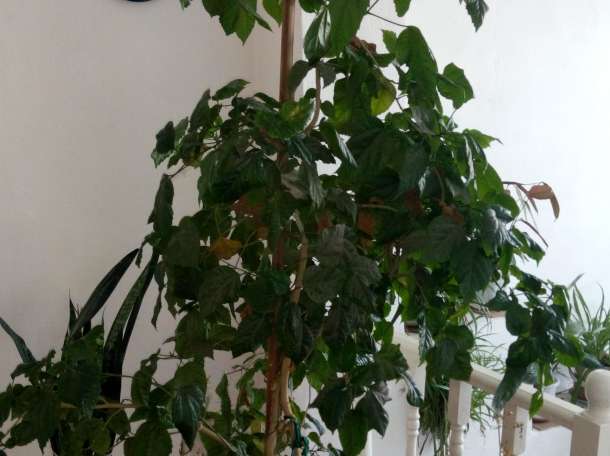 Домашние и офисные цветы, фотография 1