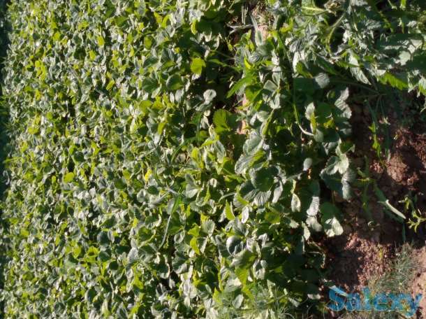 Продам дачу, фотография 7