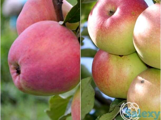 Яблоня 2 в 1: кандиль орловский/бессемянка мичуринская, фотография 1