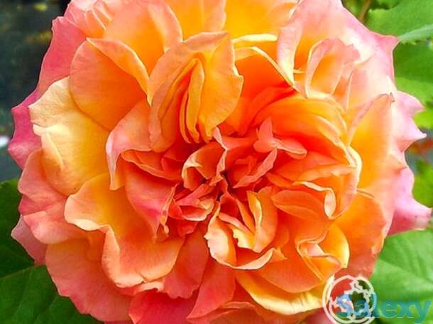 Роза ла вилла котта, кордес, фотография 1