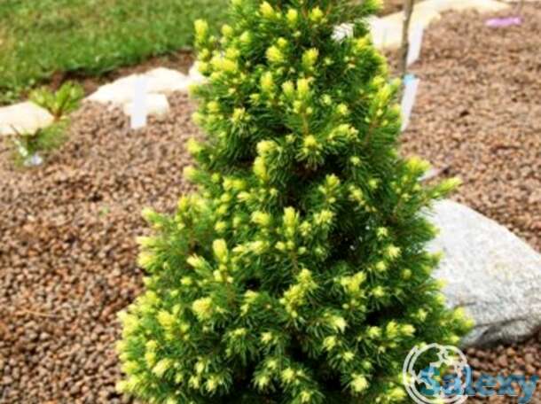 Ель канадская рэйнбоуз энд, фотография 1