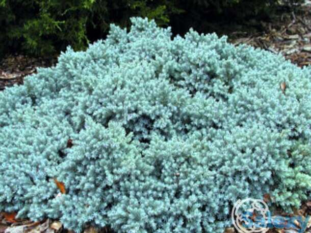 Можжевельник чешуйчатый Блу Стар, фотография 1
