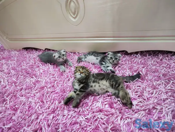 Продаются шотландские вислоухие котята, фотография 1