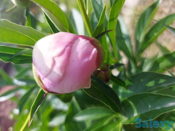 Пионы букеты Пионы с сада, фотография 1