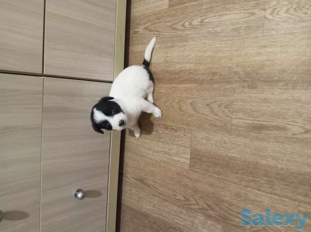 Отдам щенка в добрые руки, фотография 1