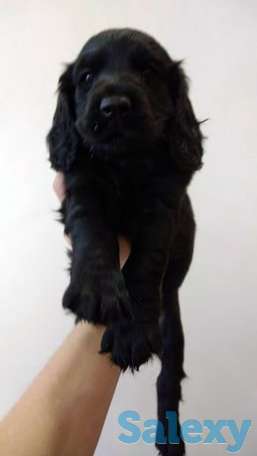 Спаниэли девочки, фотография 1