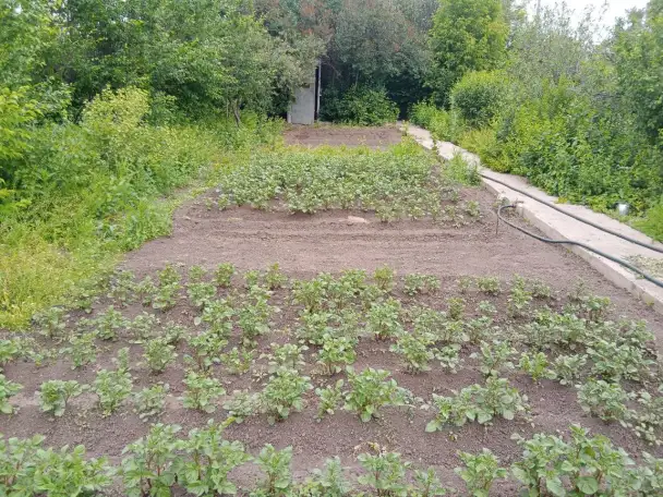 СРОЧНО ПРОДАМ ДАЧУ, СК Мелиоратор, фотография 4