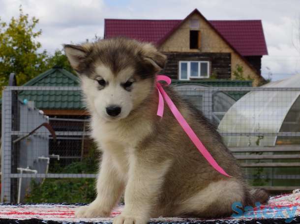 Аляскинский маламут, фотография 1