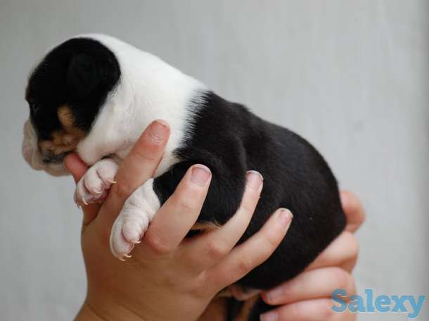 Белоснежки, фотография 3