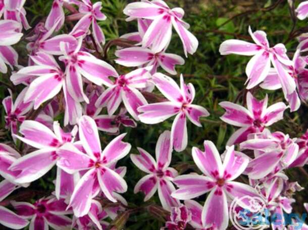 Флокс шиловидный Кэнди страйпс, фотография 1