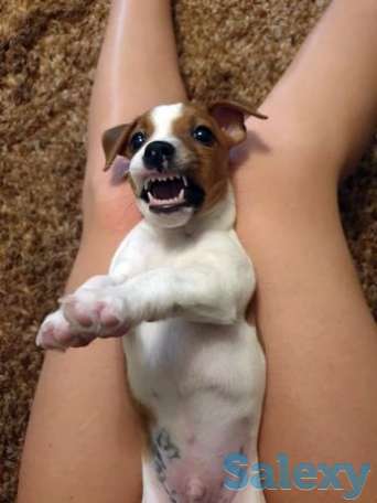 Щеночки джек Рассел терьера на выбор с 2 пометов, фотография 1