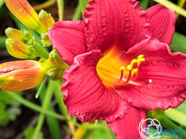 Лилейник Литл Бизнес, фотография 1