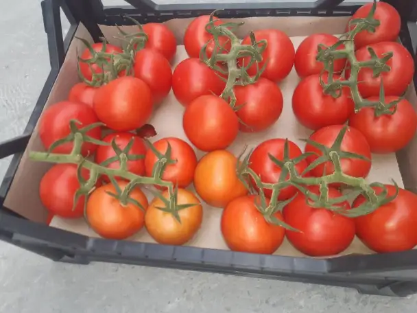 Продаю помидоры тепличные., фотография 2
