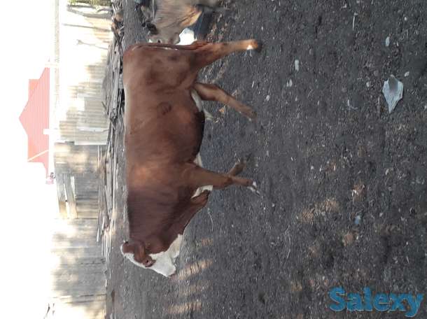 Продам бычка 1 3 комолый, фотография 2