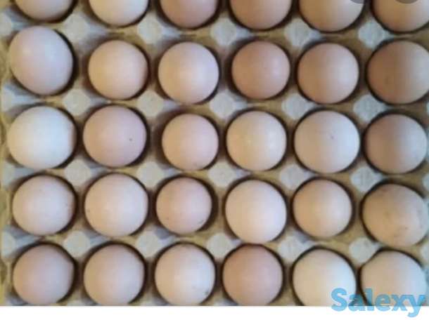 Инкубационные яйца Бройлер, фотография 4
