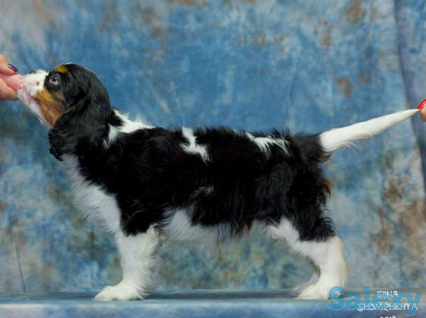 Питомник кавалер кинг чарльз спаниелей 