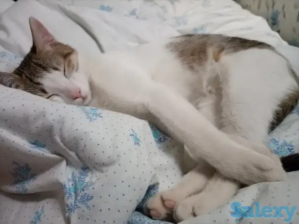 Ищем заботливых и любящих хозяев для Леопольда, фотография 1