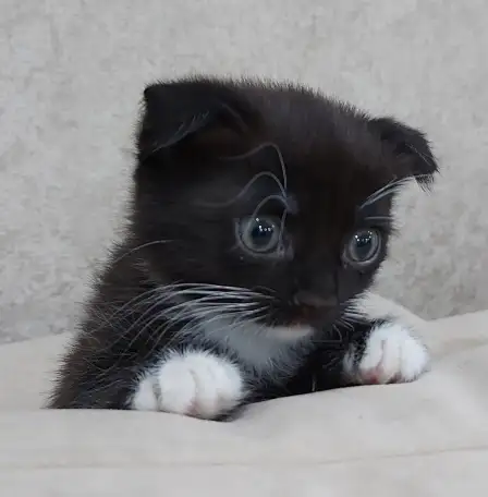 Продам красивых котят шотландской вислоухой породы, фотография 1