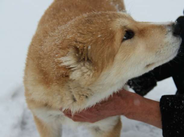 Элитные щенки алабая (тобеты) с родословной, фотография 1