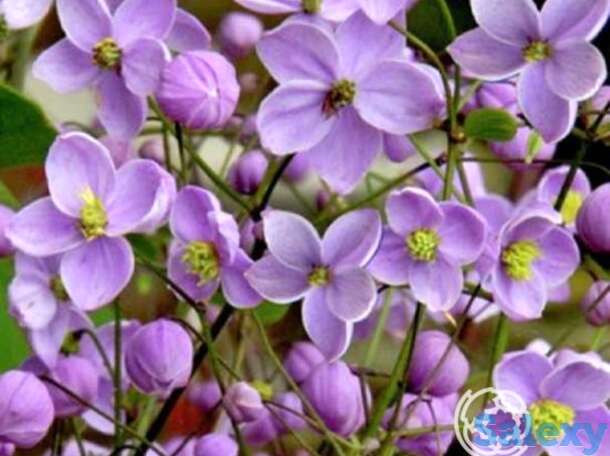 Василистник Рохебрунна, фотография 1