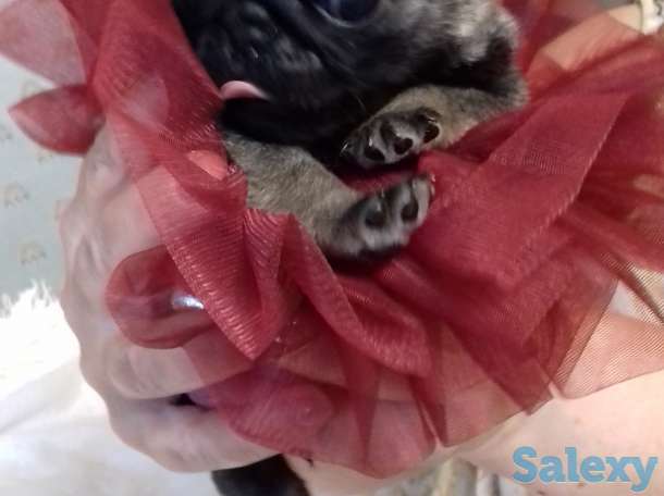 Мопс, фотография 3