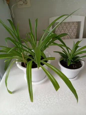 Продам, фотография 2