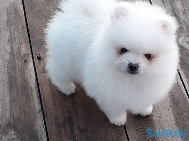 Белоснежые шпицы, фотография 2