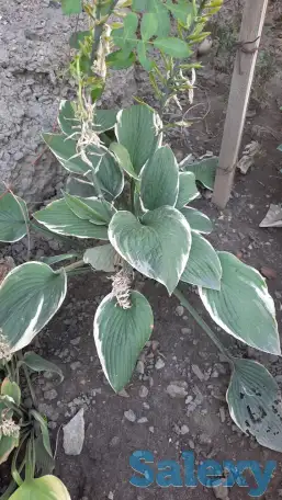 Садовник, фотография 1