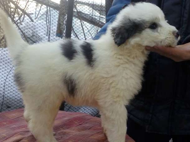 Продам щенков южнорусской овчарки от племенных родителей РКФ, СКК, в возрасте два месяца, клеймо документы, фотография 2