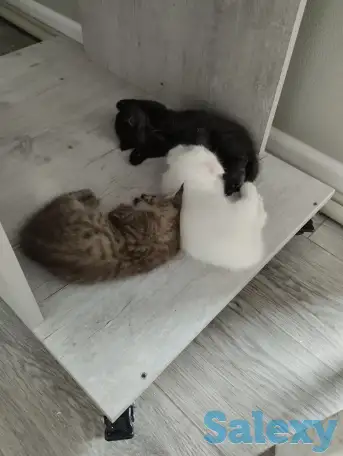 Продаются котята. Шотландская вислоухая., фотография 2