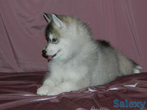Породные щенки хаски, фотография 8