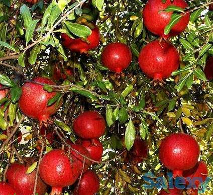 Саженец граната 