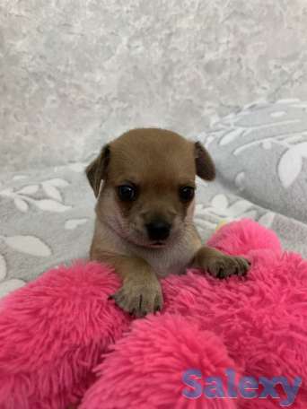 Чистопородные щенки чихуахуа, фотография 6