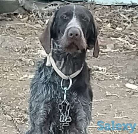 Рабочий крупный кабель на вязку с радословной, фотография 2