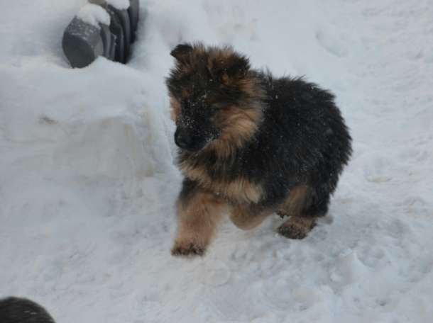 Щенки немецкой овчарки , фотография 1