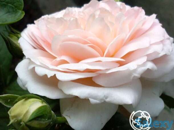 Роза амаретто флорибунда, топалович, фотография 1