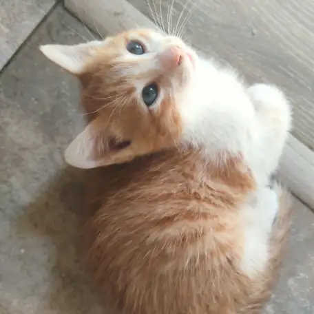 Отдам потрясающих котят в хорошие руки, можем помочь с доставкой, фотография 1