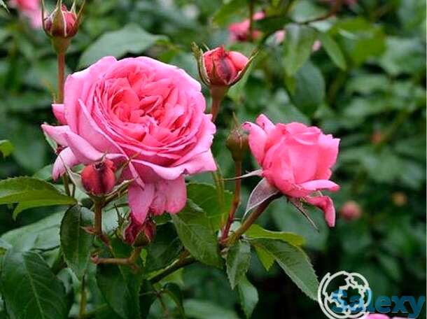 Роза ля роуз де молинар, дельбар, фотография 1