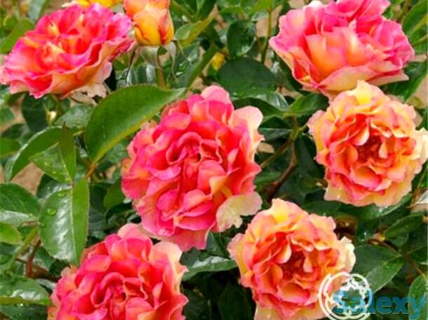 Роза ля паризьен, дельбар, фотография 1