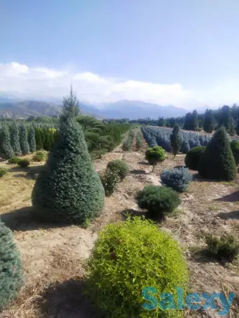 Ландшафтные работы. Озеленение., фотография 2