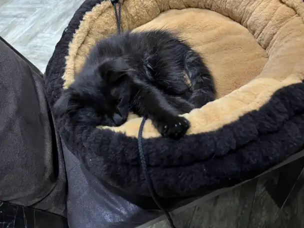 Котенок, кошка. Отдам котенка в хорошие руки бесплатно!, фотография 3