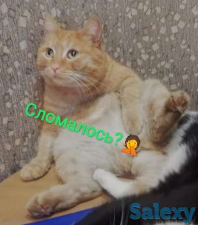 Ремонт кухонного оборудования, фотография 1